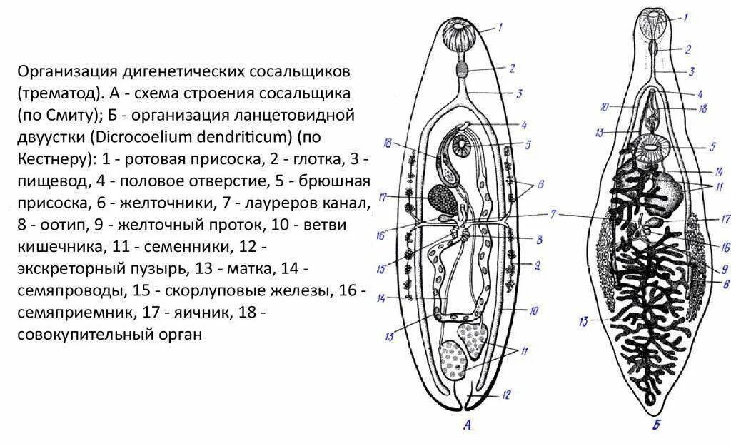 Марита кошачьего сосальщика строение. Марита ланцетовидного сосальщика строение. Ланцетовидный сосальщик строение. Пищеварительная система кошачьего сосальщика. Системы органов сосальщиков