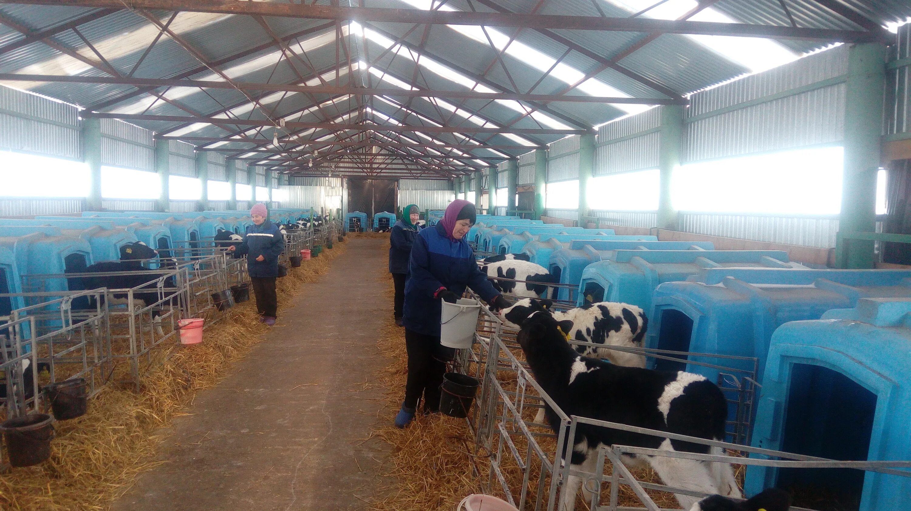 Ооо спк уштаганское. Кфх аветисян тульская область. Ооо схп им сайдашева тукаевский. Питомник заокский в тульской. Тульский совхоз.