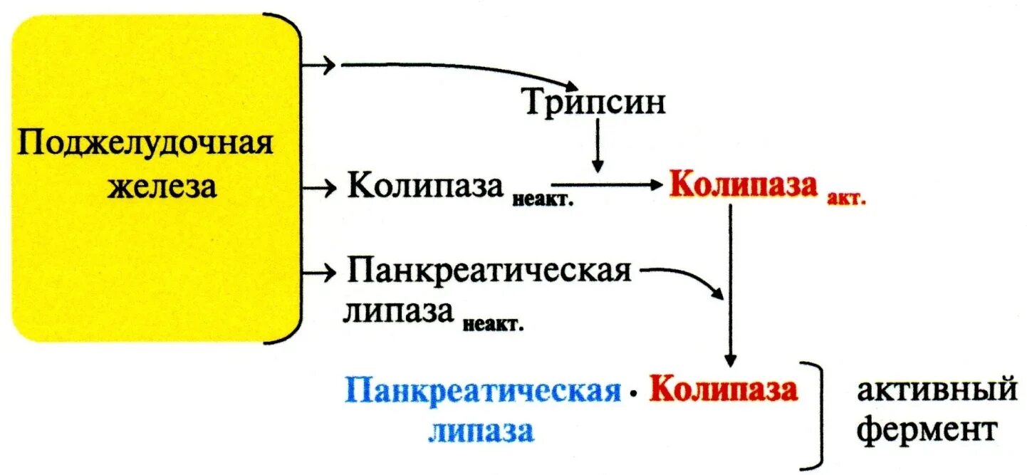 Вырабатывающий фермент липазу