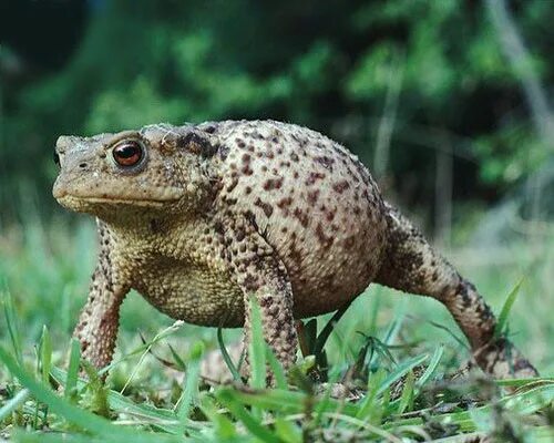 Угрожающие позы. Серая жаба. Угрожающая лягушка. Кавказская жаба. Жаба в угрожающей позе.