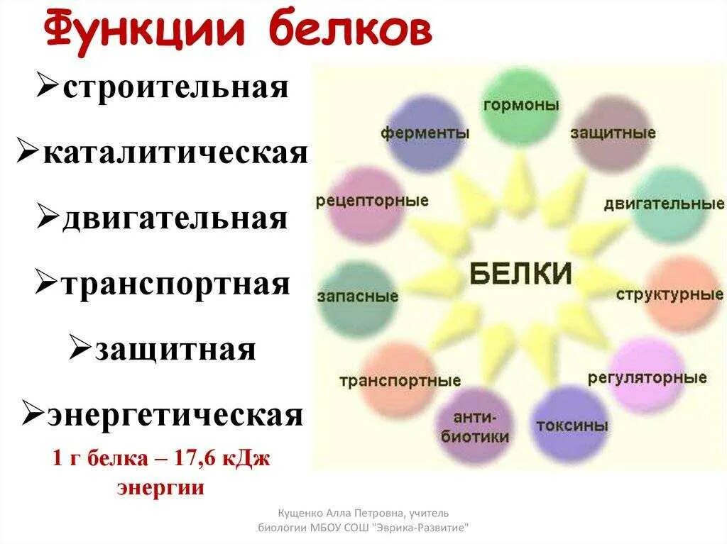 Функции белков в организме человека схема. Перечислите основные функции белков в организме. Функции белков схема. Функции белков биология 8 класс. И изучить роль функции и