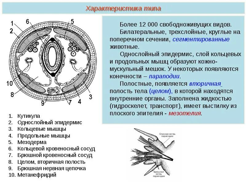 Кольцевые черви полость тела. Кольчатые черви кожно-мускульный мешок. Кожно-мускульный мешок у кольчатых червей 7 класс. Кожно мускульный мешок и полость тела кольчатых червей. Кожно-мускульный мешок у круглых червей.