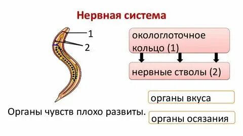 Система органов круглых червей