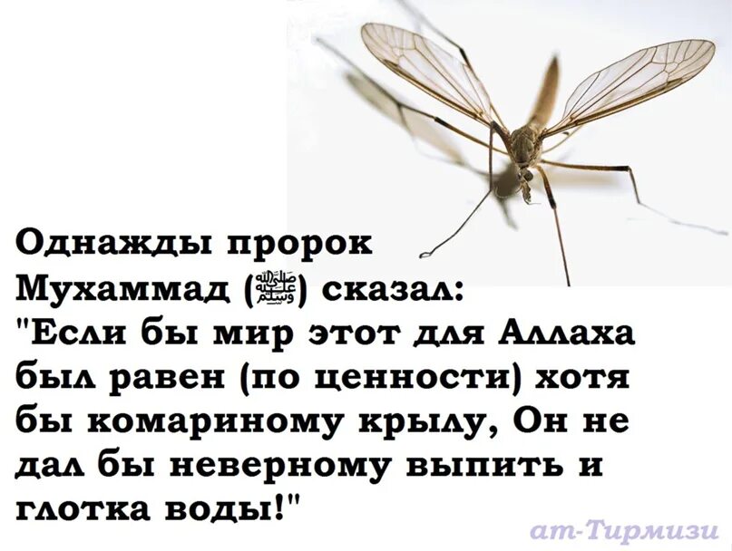 Пророк мухаммед говорил. Цитаты пророка. Что говорил пророк мухаммад. Как сказал пророк мухаммад. Пророк сказал.