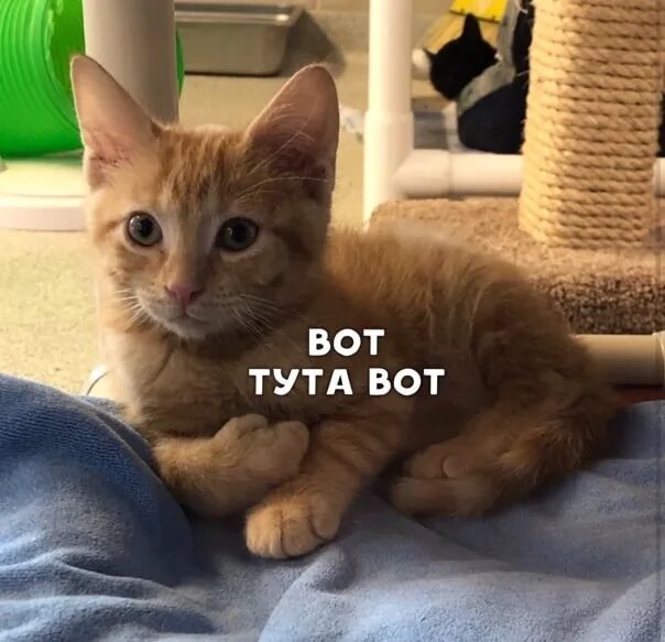 Где тут животные