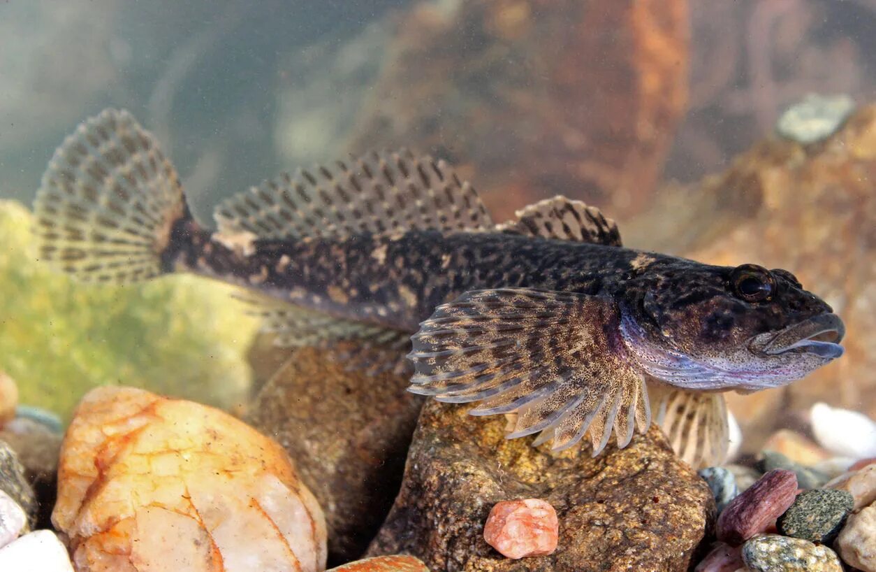 Рыба анциструс аквариумная. Обыкновенная совершенная. Змея медянка обыкновенная. Степная гадюка. Обыкновенная совершенная.