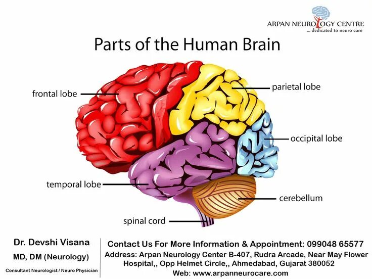 The structure of the human brain. The structure of the human brain