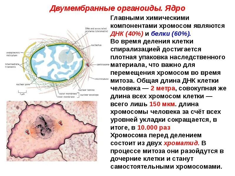 Органоиды обеспечивающие деление клетки