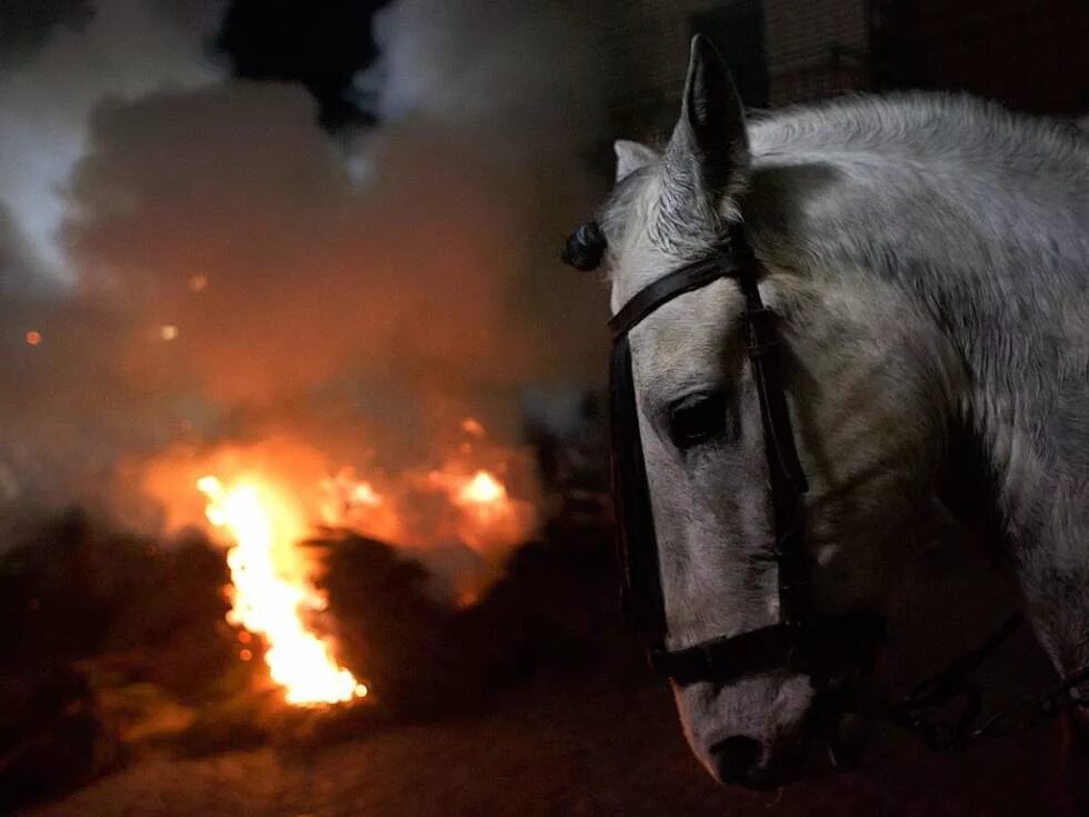 Горящая конюшня. Горящий дом с конюшней. Тушение пожаров в животноводческих комплексах. Горящая конюшня. Лошадь и горящая изба.