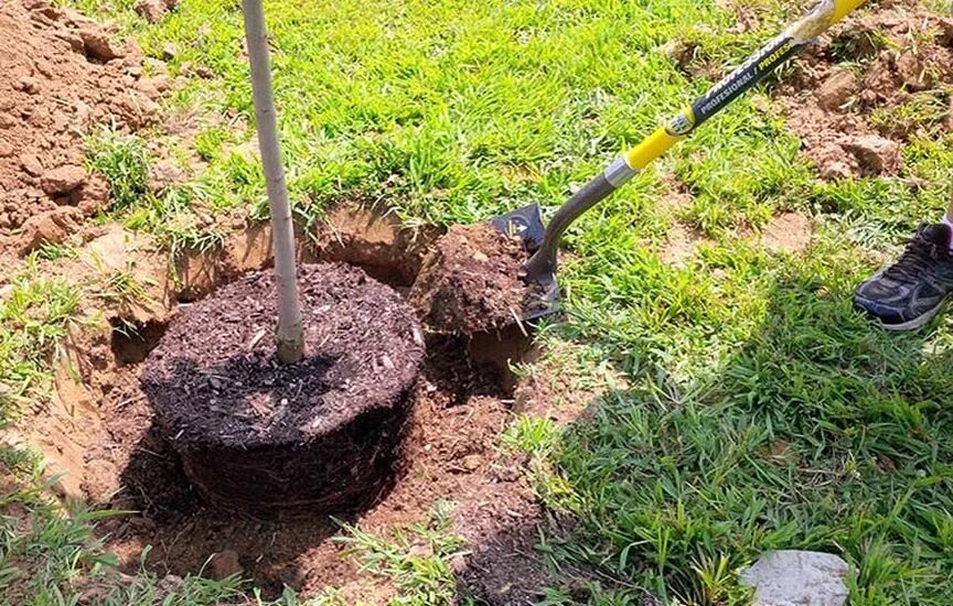 Можно ли пересаживать яблоню летом
