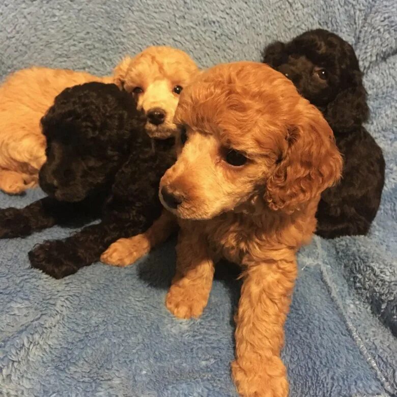 той пудель ред браун. той пудель боком. карликовый той пудель. щенки пуделя недорого. щенки той пуделя и миниатюрного.