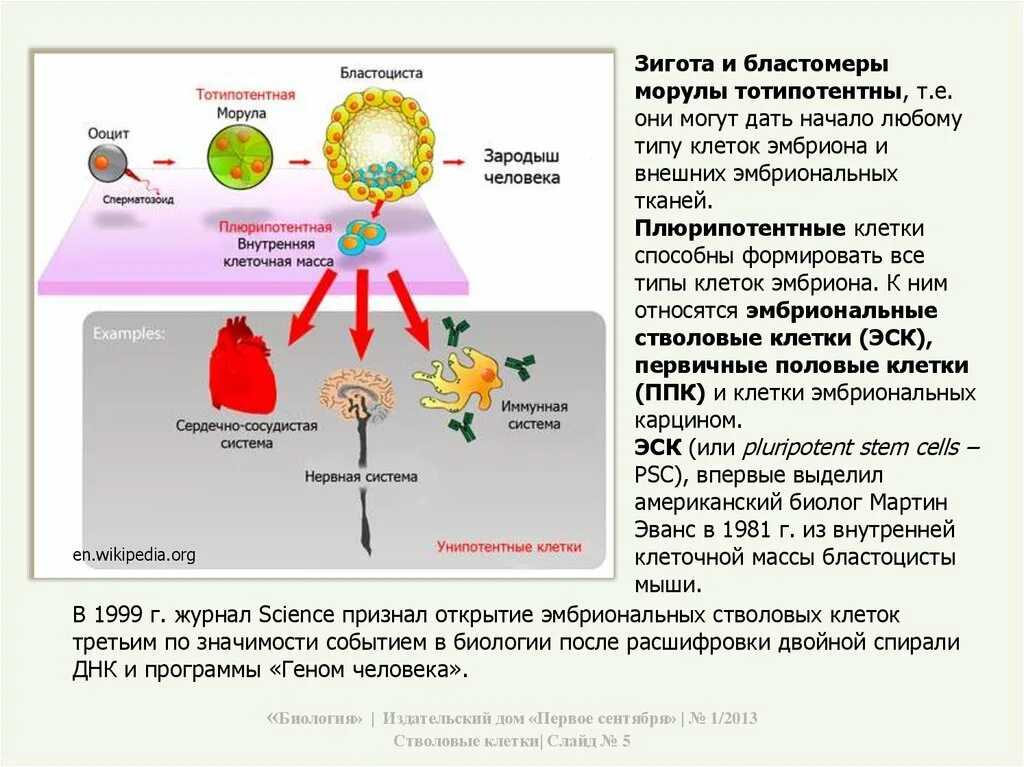 Стволовые клетки типы стволовых клеток. Плюрипотентные стволовые клетки. Стволовые клетки функции.