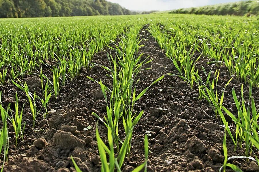 Посадка зерновых. Всходы озимой пшеницы. Посев пшеницы. Сеялка джон дир 2022 года. Посадка зерновых.