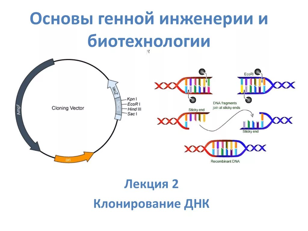 Генетические биотехнологии. Генная инженерия. Генетическая инженерия. Биотехнология генетическая инженерия. Основы генной инженерии.