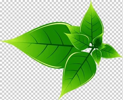 Other leaf