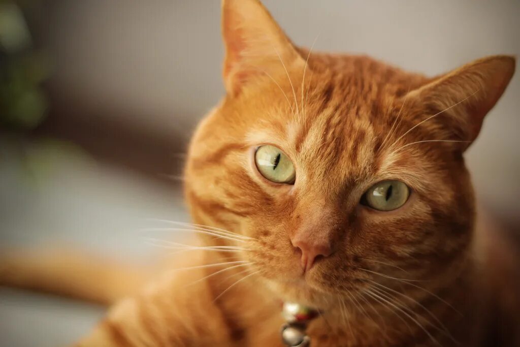 Где рыжий. Цейлонская кошка рыжая. Европейская короткошерстная кошка рыжая. Европейский короткошерстный кот рыжий. Бенгальская короткошерстная кошка рыжая.