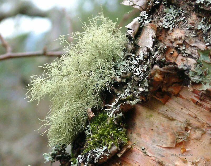 Уснея бородатая. Уснея лишайник. Мох уснея бородатая. Уснея бородатая лишайник.