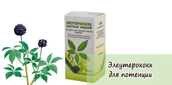 Женьшень элеутерококк отзывы. Элеутерококк. Элеутерококк для потенции. Элеутерококк для волос. Экстракт элеутерококка для потенции.