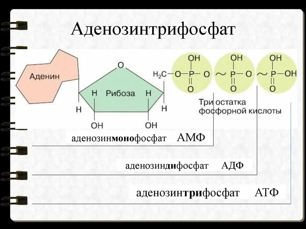 Аденин рибоза три