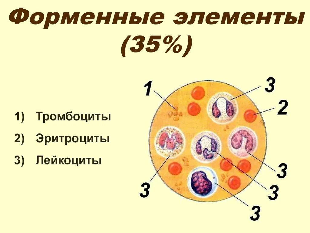 Форменные элементы крови. Форменные элементы крови рисунок. Обозначения форменных элементов крови. Кровяные элементы крови.