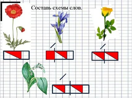 Схема слова кактус