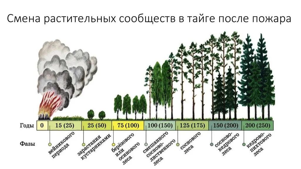 Естественная смена экосистемы примеры. Сукцессия после пожара. Смена растительных сообществ. Восстановление елового леса после пожара. Растительные сообщества формирование.