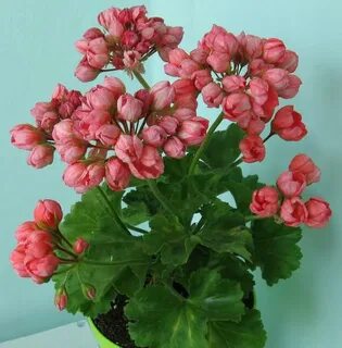 Пеларгония андреа