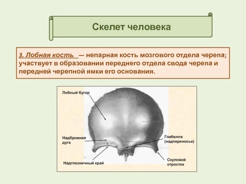 Отдел свода черепа изображение которого сформировано лучами. Отдел свода черепа изображение которого сформировано лучами