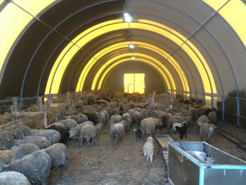 Хлев для овец овчарня 6. Проект овчарни на 100 овец. Овчарня для баранов. Хлев для овец овчарня. Овчарня сенник.