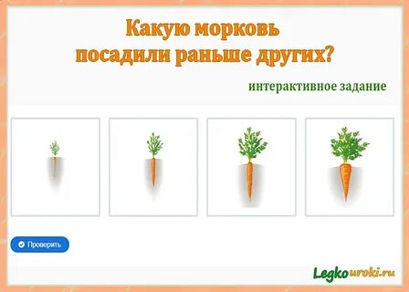 Схема посадки морковки