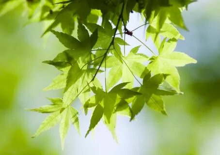 I am a green tree