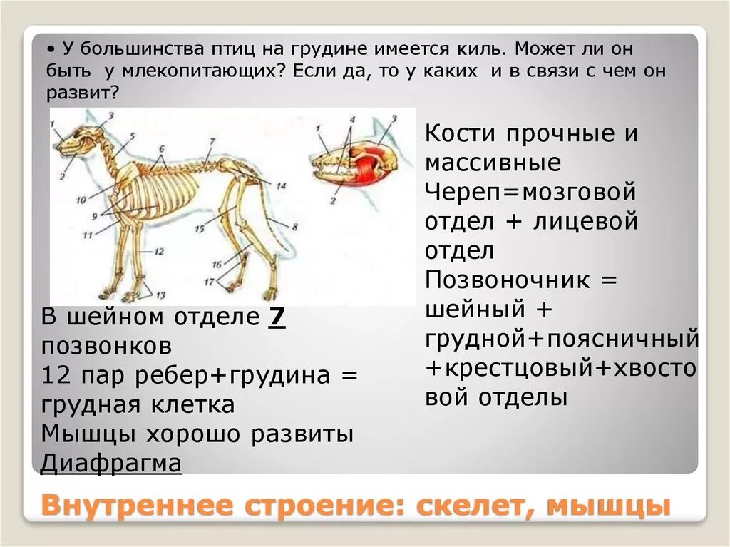 Строение скелета млекопитающих 7 класс биология. Особенности строения млекопитающих. Внешнее строение млекопитающих. Опорно двигательная система млекопитающих.