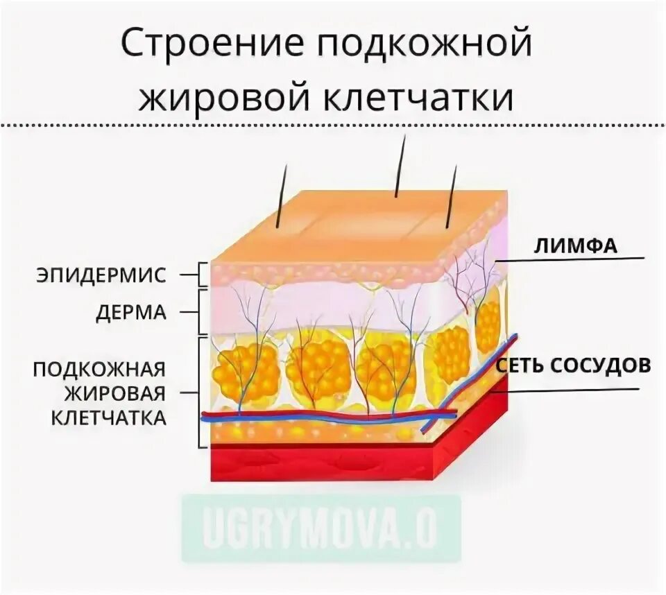 Особенности строения гиподермы