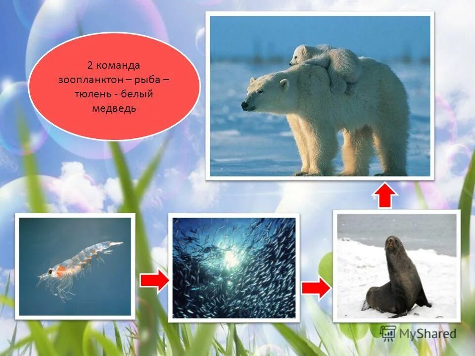 цепь питания тюлень рыба водоросли