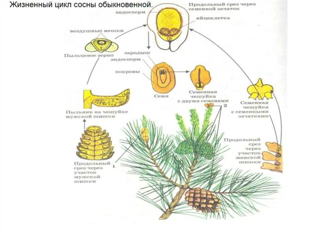 Жизненный цикл женской шишки сосны. Цикл развития мужских шишек сосны обыкновенной. Цикл сосны обыкновенной. Семязачаток сосны обыкновенной. Гаметофит семенных
