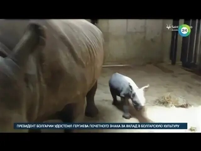 Сколько носорогов родилось в 2002 году. Кобра фигурка в зоопарке сент Луиса рядом с носорогами.