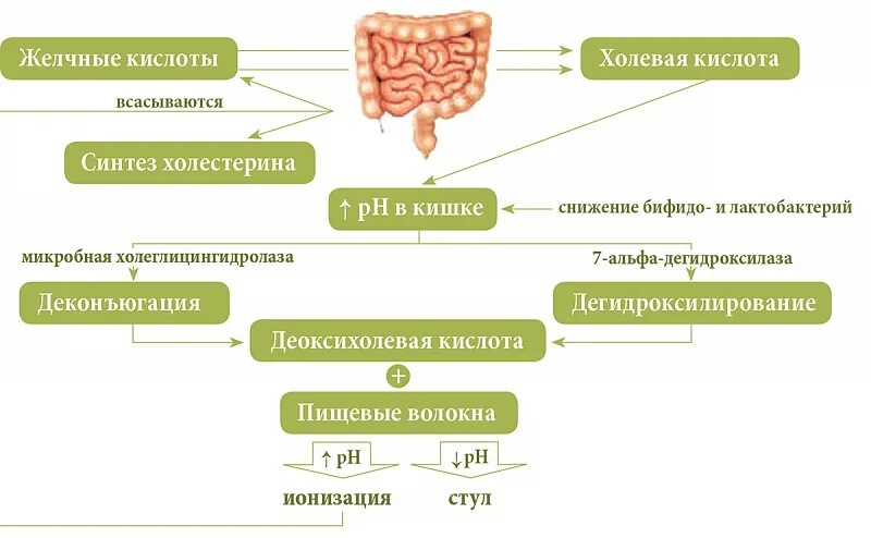 Циркуляция желчных кислот. Классификация желчных кислот биохимия. Нарушение метаболизма желчных кислот. Метаболизм желчных кислот.