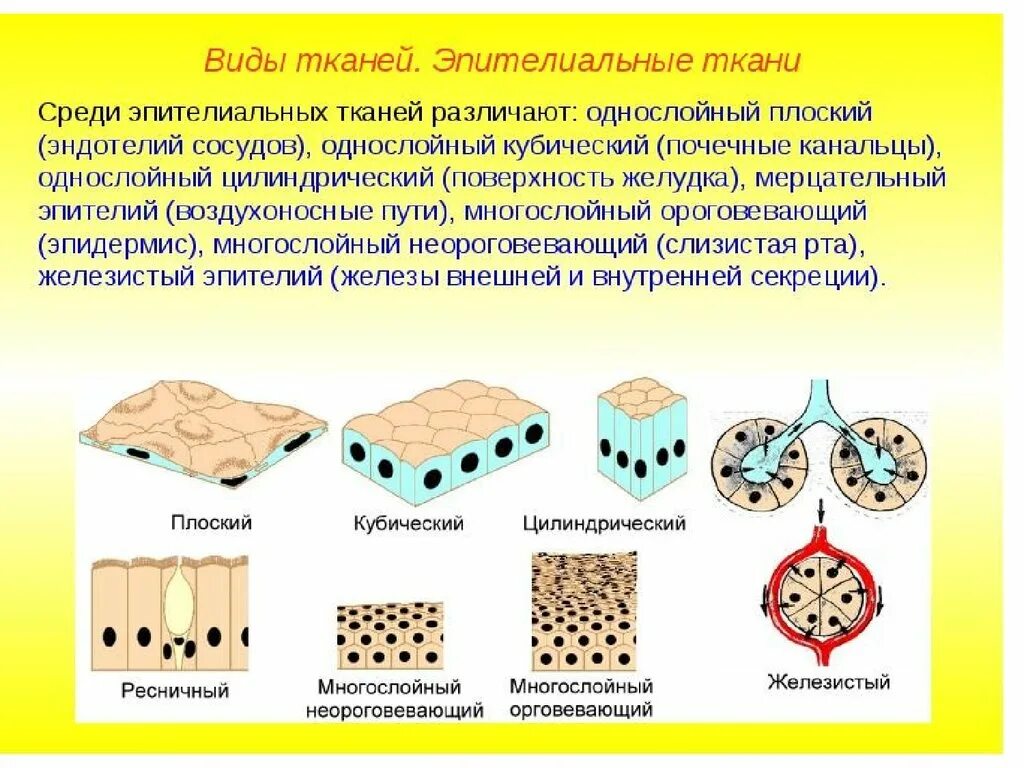 Эпителиальная ткань строение ткани разновидность. Однослойный плоский эпителий эндотелий. Строение клетки эпителиальной ткани. Строение эпителиальной ткани анатомия.