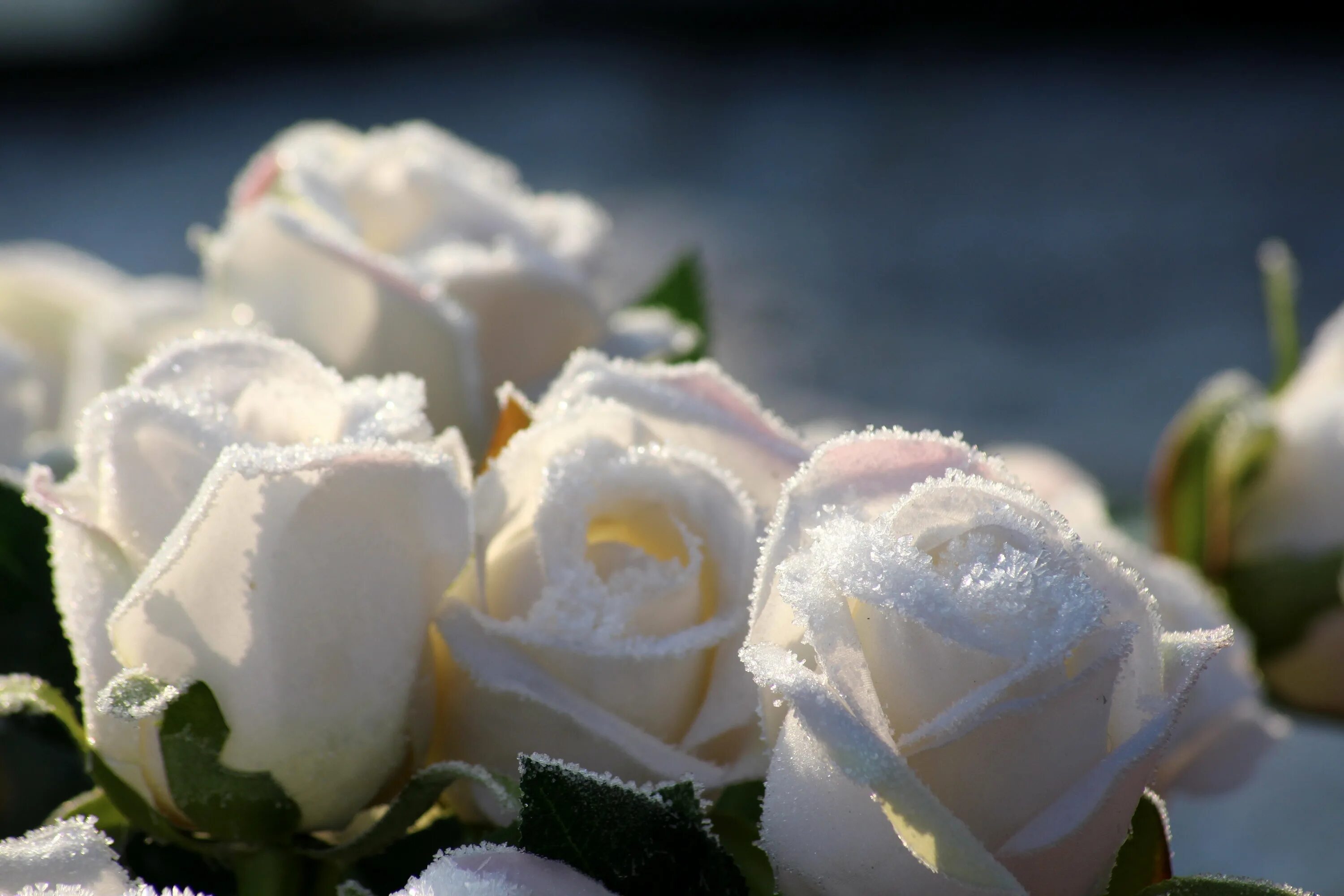 Белые розы. Красивые белые розы. Белые розы на снегу. Белоснежные розы. Песня ах белые розы