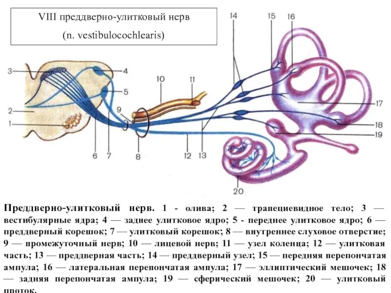 Преддверно-улитковый нерв анатомия схема. Преддверно-улитковый нерв функции. Слуховой путь преддверно улиткового нерва. Ход преддверно улиткового нерва. Строение вестибулярного нерва