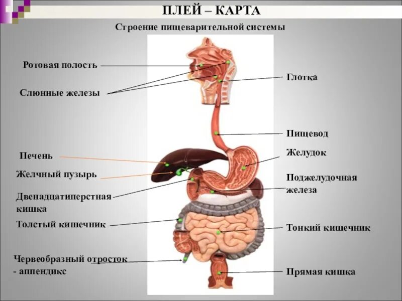 Строение человека система органов. Отделы пищеварительной системы человека рисунок. Пищеварительная система человека органы пищеварительного канала. Пищеварительной системы строение анатомия строение. Пищеварительная система человека на латыни.