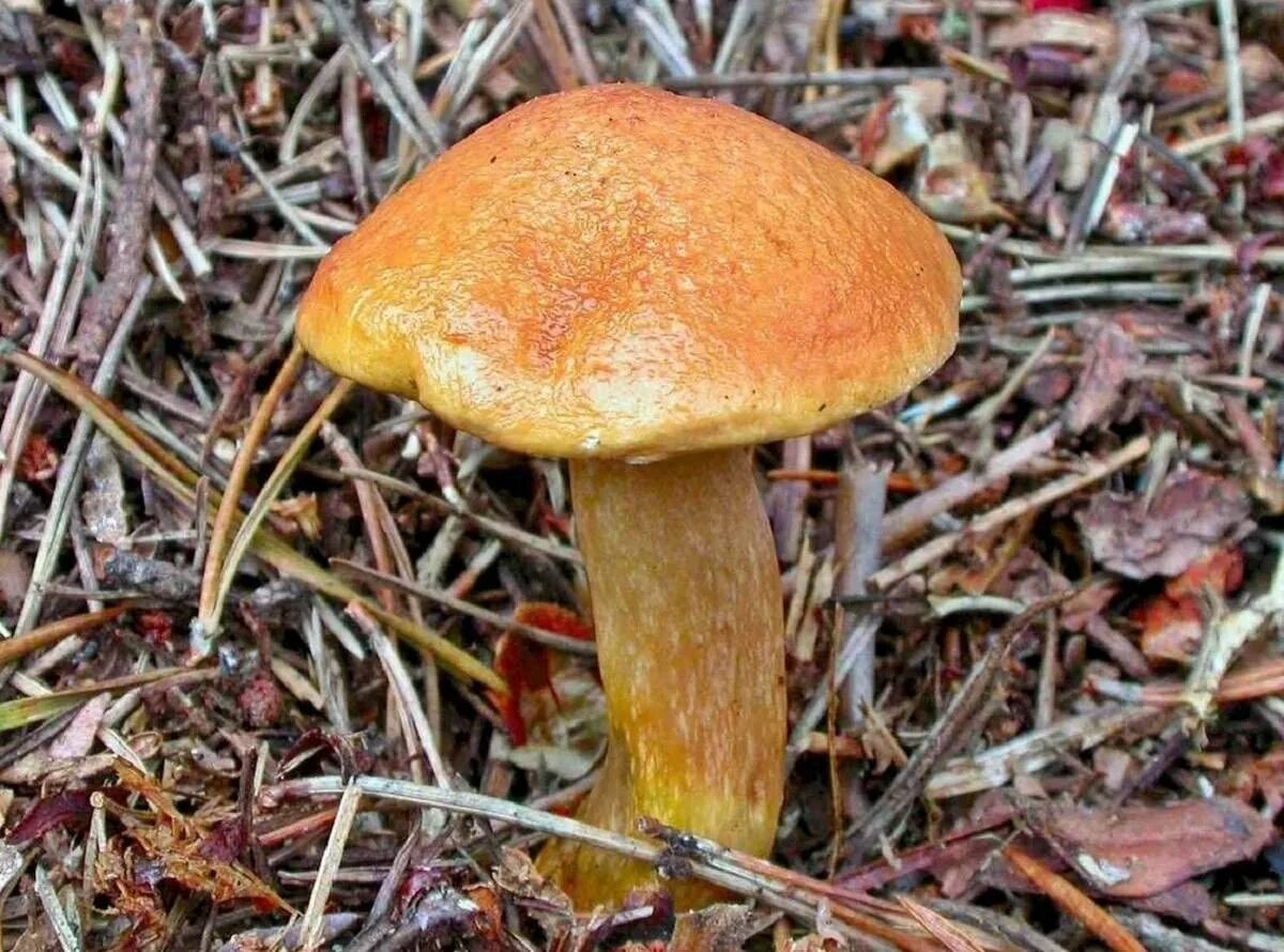 Моховик сушат. Масленок козляк моховик. моховик и козляк. козляк (suillus bovinus). гриб моховик (козляк.