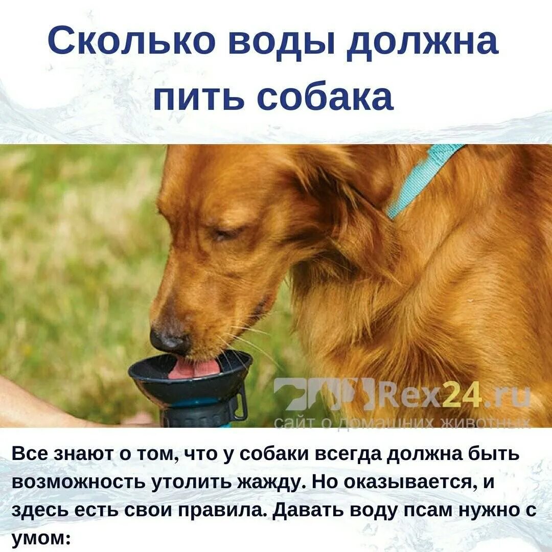 Сколько можно пить собаке