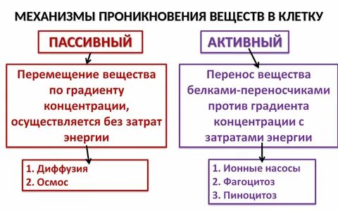 Механизмы транспорта веществ в бактериальную клетку