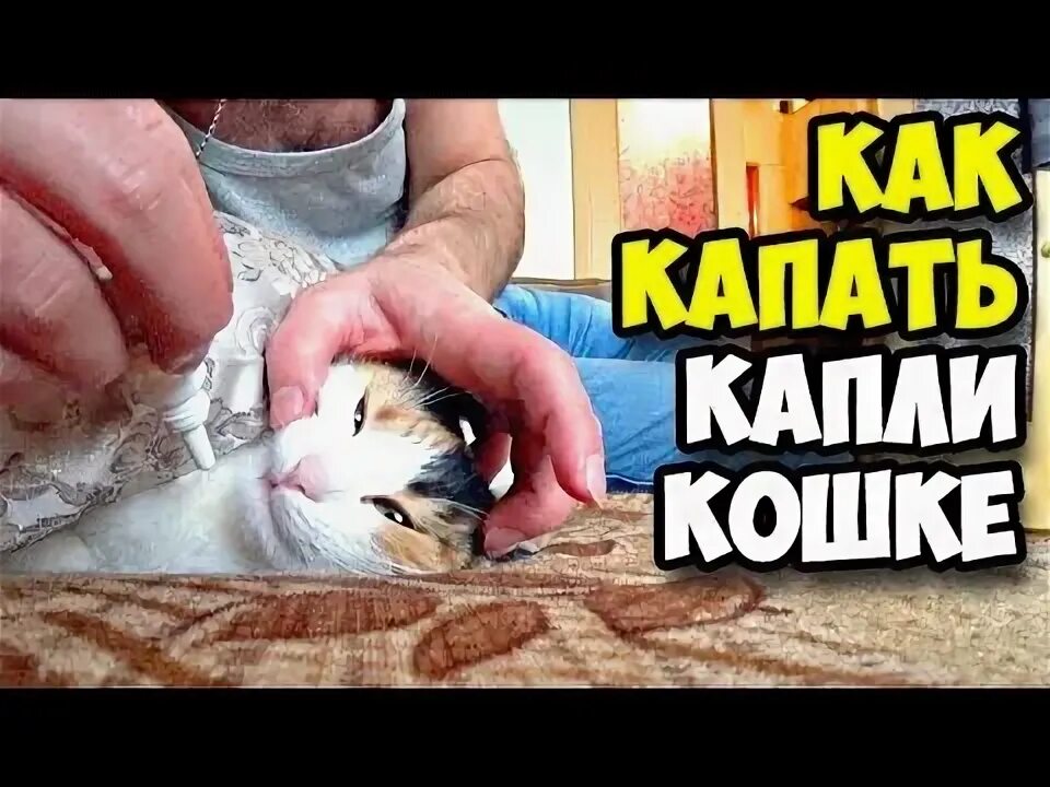 Как давать капли кошке. Как капать кошке капли. Как правильно капать капли в глаза кошке. Как правильно капать капли кошкам. Как правильно капать капли от блох кошке.