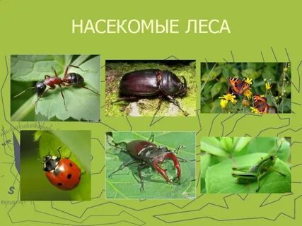 Насекомые леса 2 класс