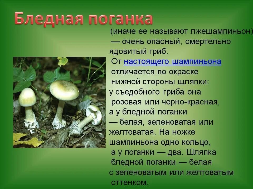 Поганка значение. Бледная поганка в подмосковье. бледная поганка ядовитый гриб 2 класс. бледная поганка зеленая. различия бледной поганки и шампиньона для 2 класса.