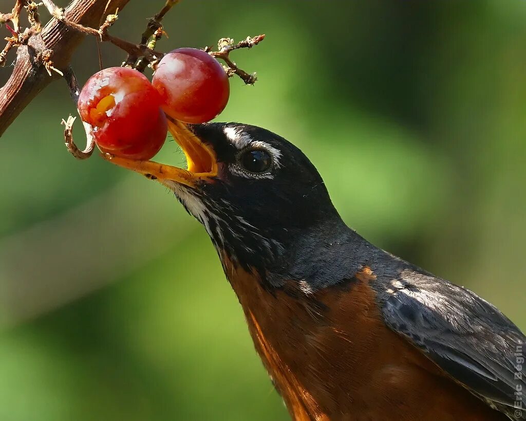 Птицы едят железо. Дрозд обыкновенный скворец. Скворец ягодник. Птицы склевывают ягоды. Птицы поедают ягоды.