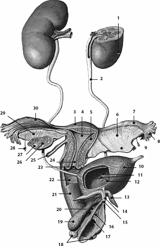 Органы мужской половой системы рисунок. Анатомия человека Мочеполовая система женщины. Анатомический атлас Мочеполовая система. Анатомия мужской мочеполовой системы. Строение мочеполовой системы у женщин.