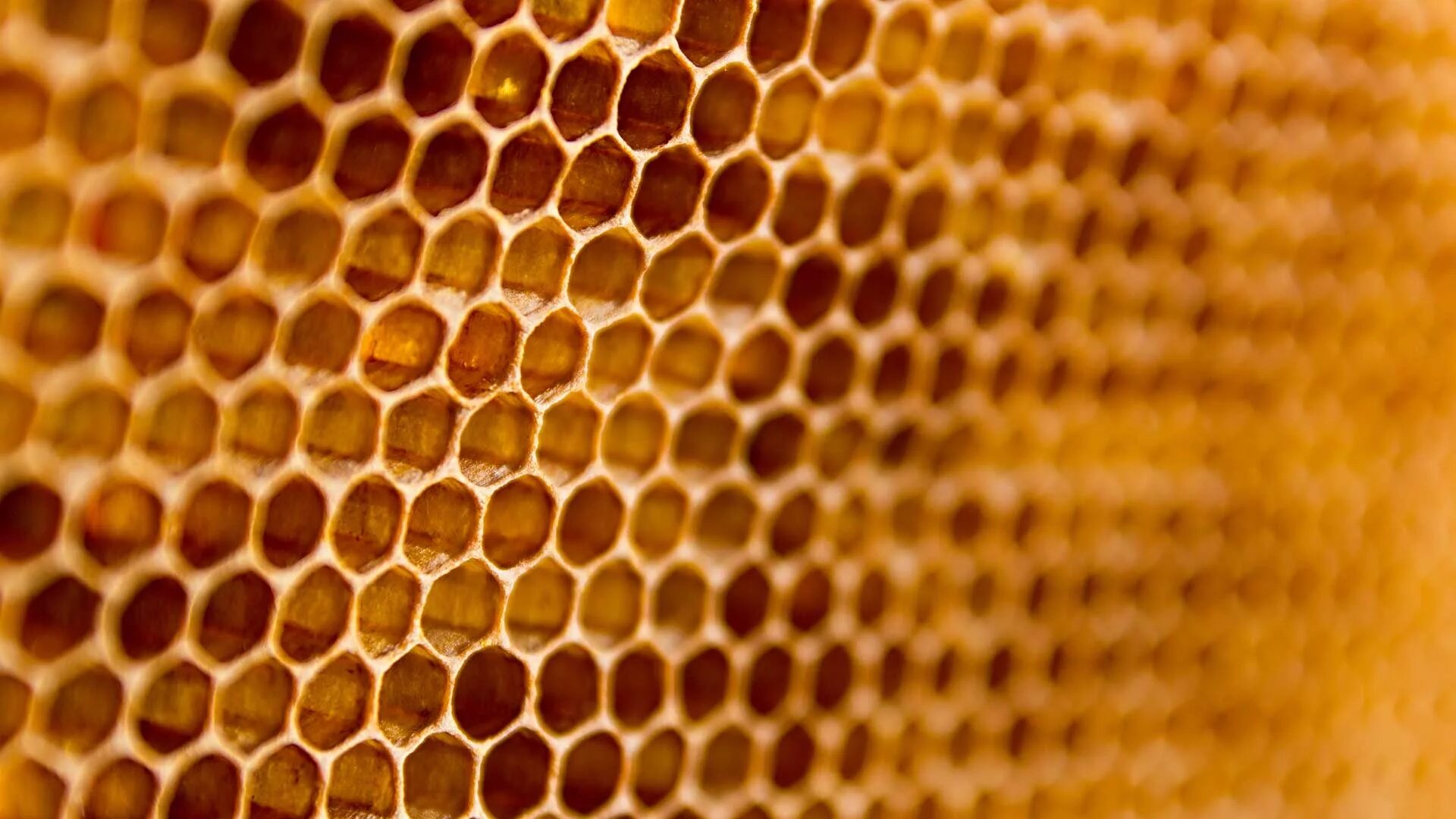 соты пчелиные. фреска золотые линии. золотой сот. золотые соты. золотой сот.